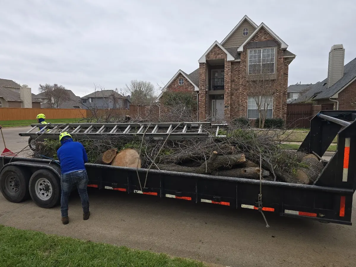 Expert Tree Removal with proper safety equipment in Windsor